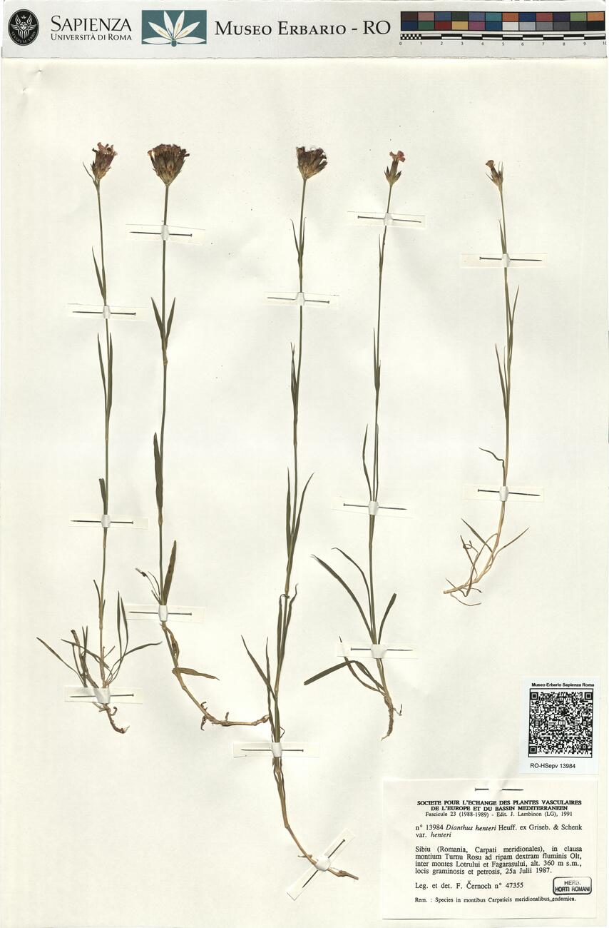 Dianthus henteri Heuff. ex Griseb. & Schenk var. henteri -  RO-HSepv 13984 photo