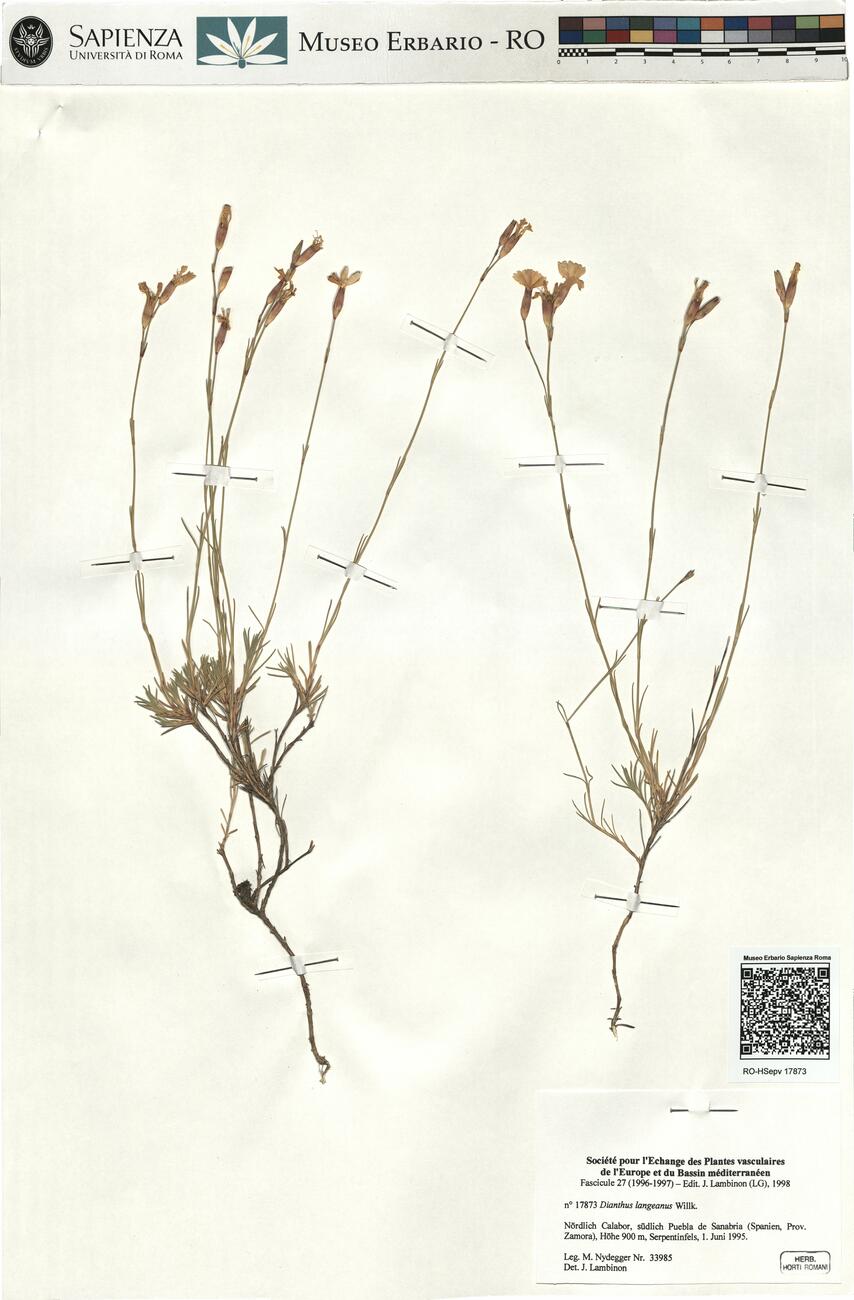 Dianthus langeanus Willk. -  RO-HSepv 17873 photo