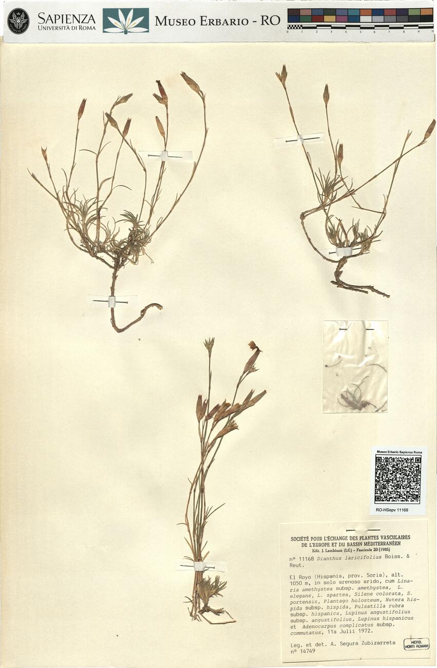 Dianthus laricifolius Boiss. & Reut. -  RO-HSepv 11168 photo