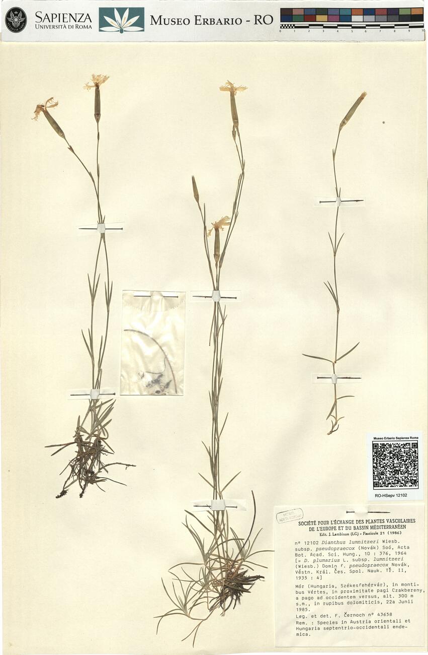 Dianthus lumnitzeri Wiesb. subsp. pseudopraecox (Novák) Soó ^ -  RO-HSepv 12102 photo