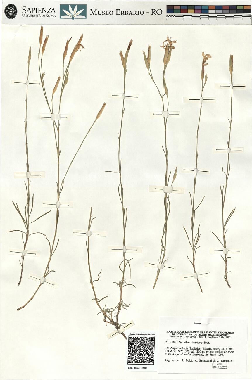 Dianthus lusitanus Brot. -  RO-HSepv 16861 photo