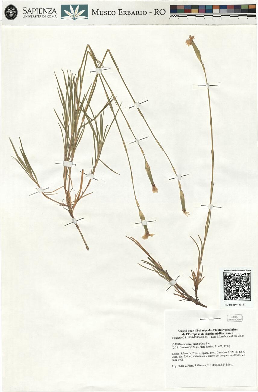 Dianthus multiaffinis Pau -  RO-HSepv 18916 photo