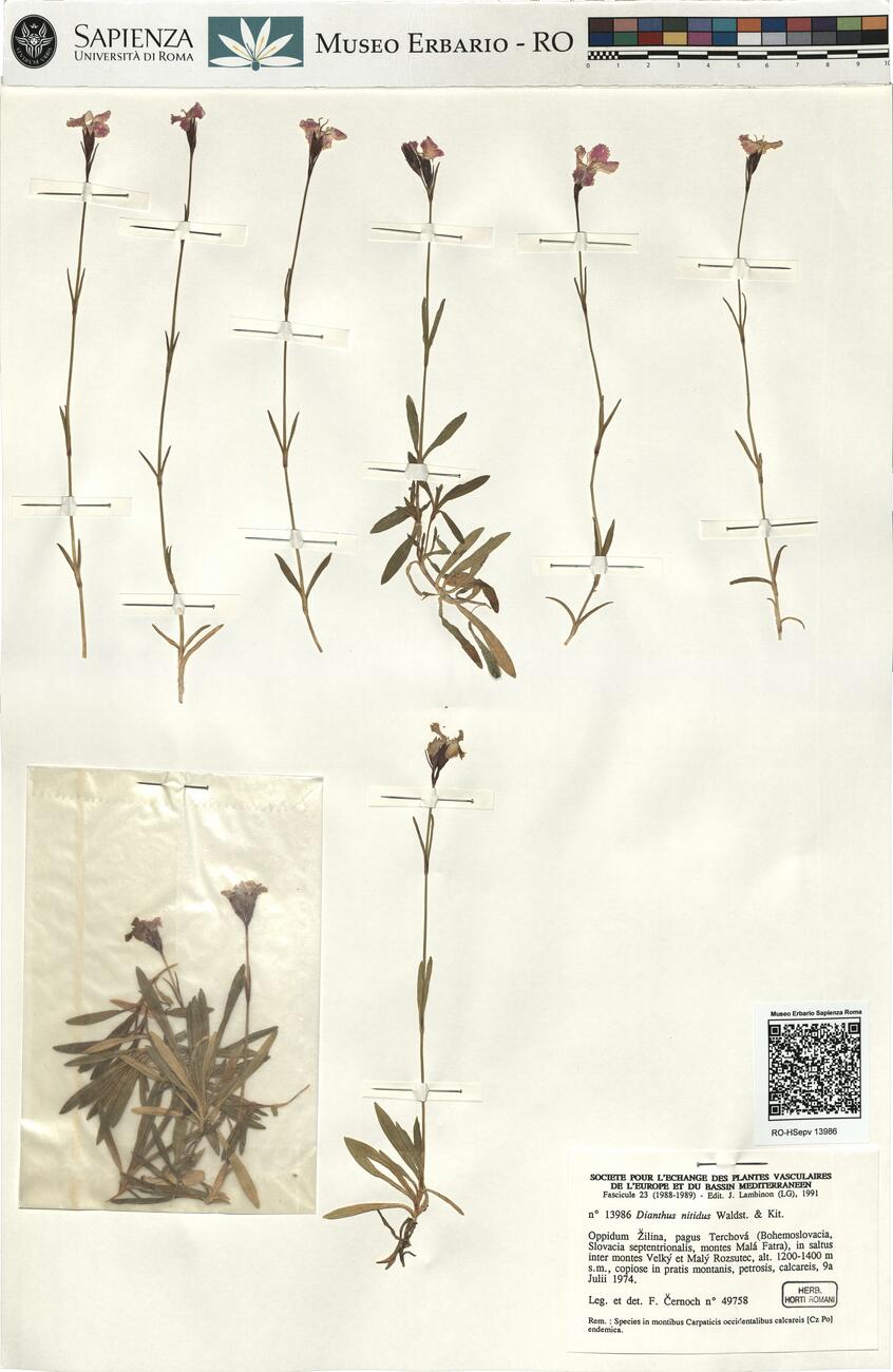 Dianthus nitidus Waldst. & Kit. -  RO-HSepv 13986 photo