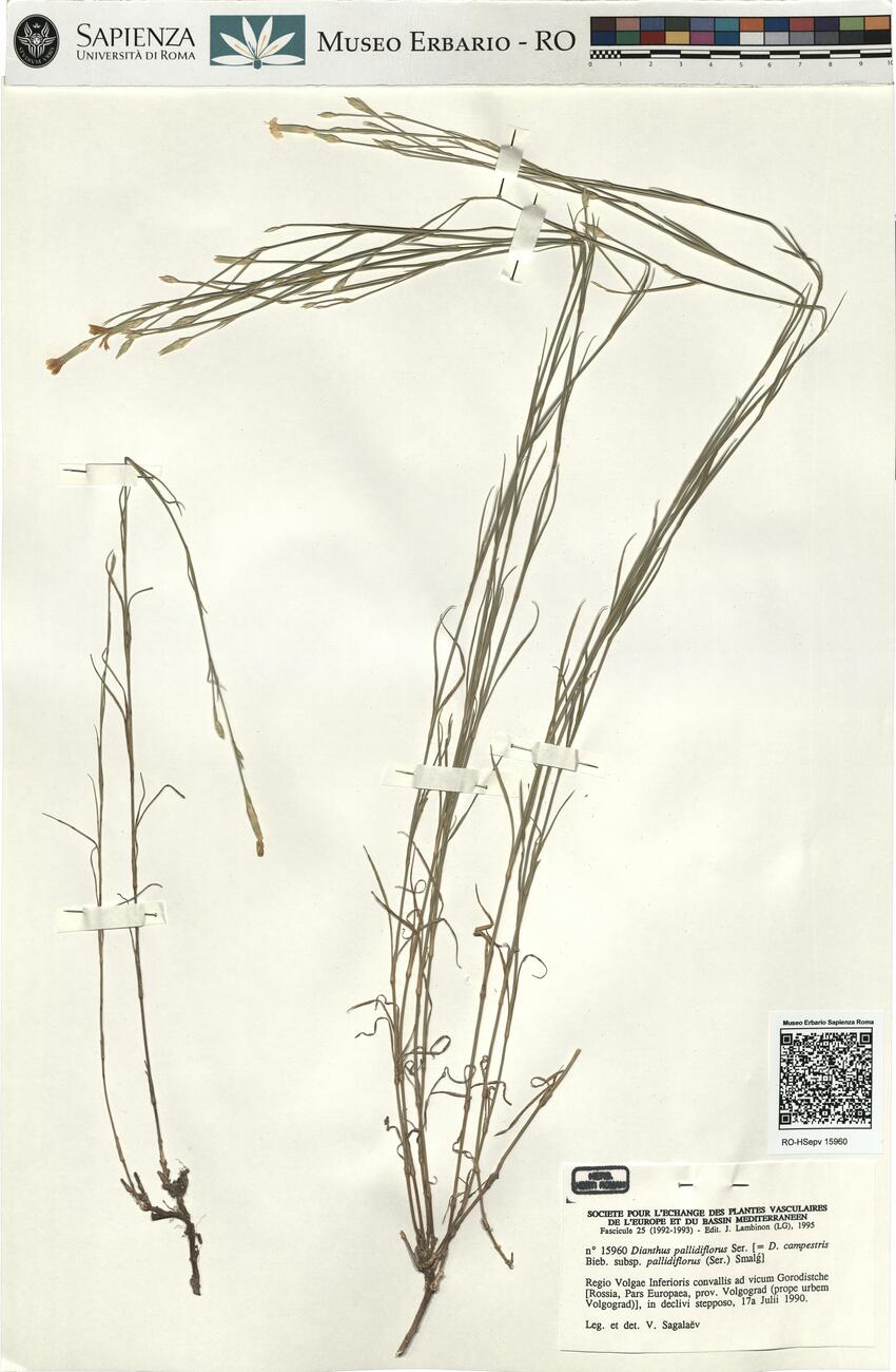 Dianthus pallidiflorus Ser.  -  RO-HSepv 15960 photo
