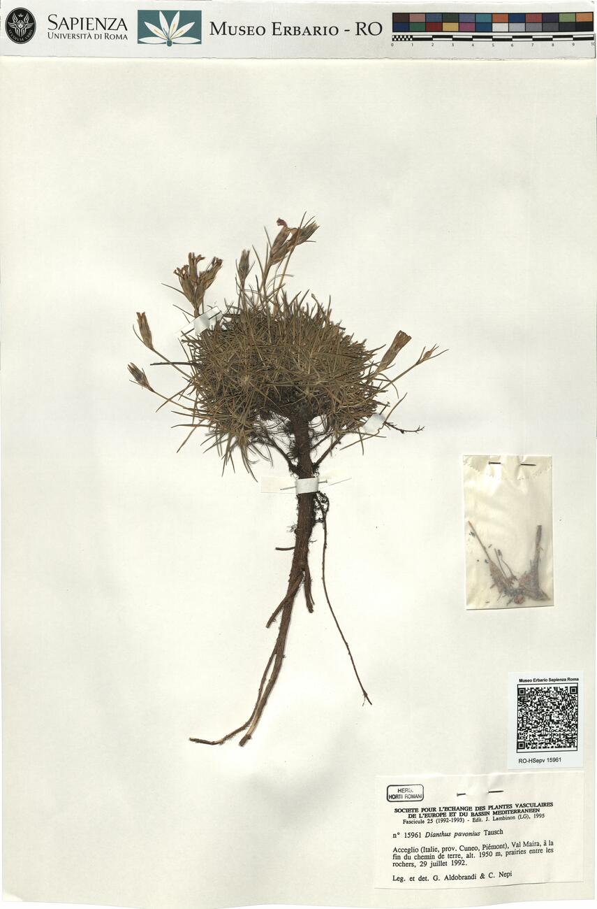 Dianthus pavonius Tausch -  RO-HSepv 15961 photo