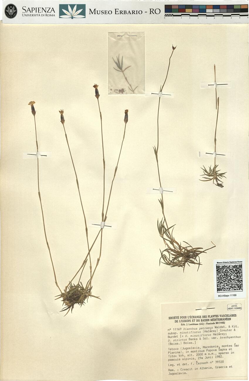 Dianthus petraeus Waldst. & Kit. subsp. minutiflorus (Halácsy) Greuter & Burdet -  RO-HSepv 11169 photo
