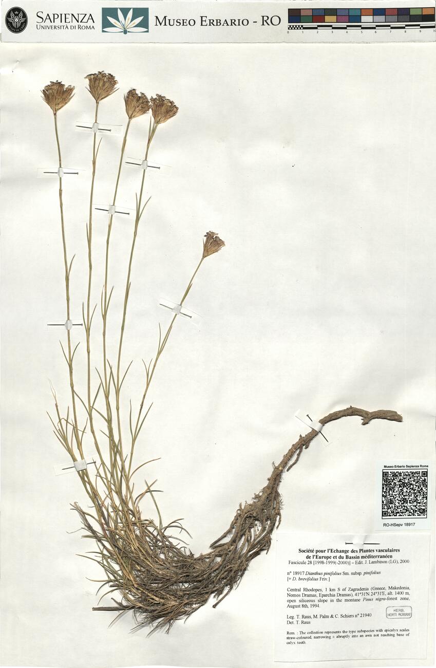 Dianthus pinifolius Sm. subsp. pinifolius -  RO-HSepv 18917 photo