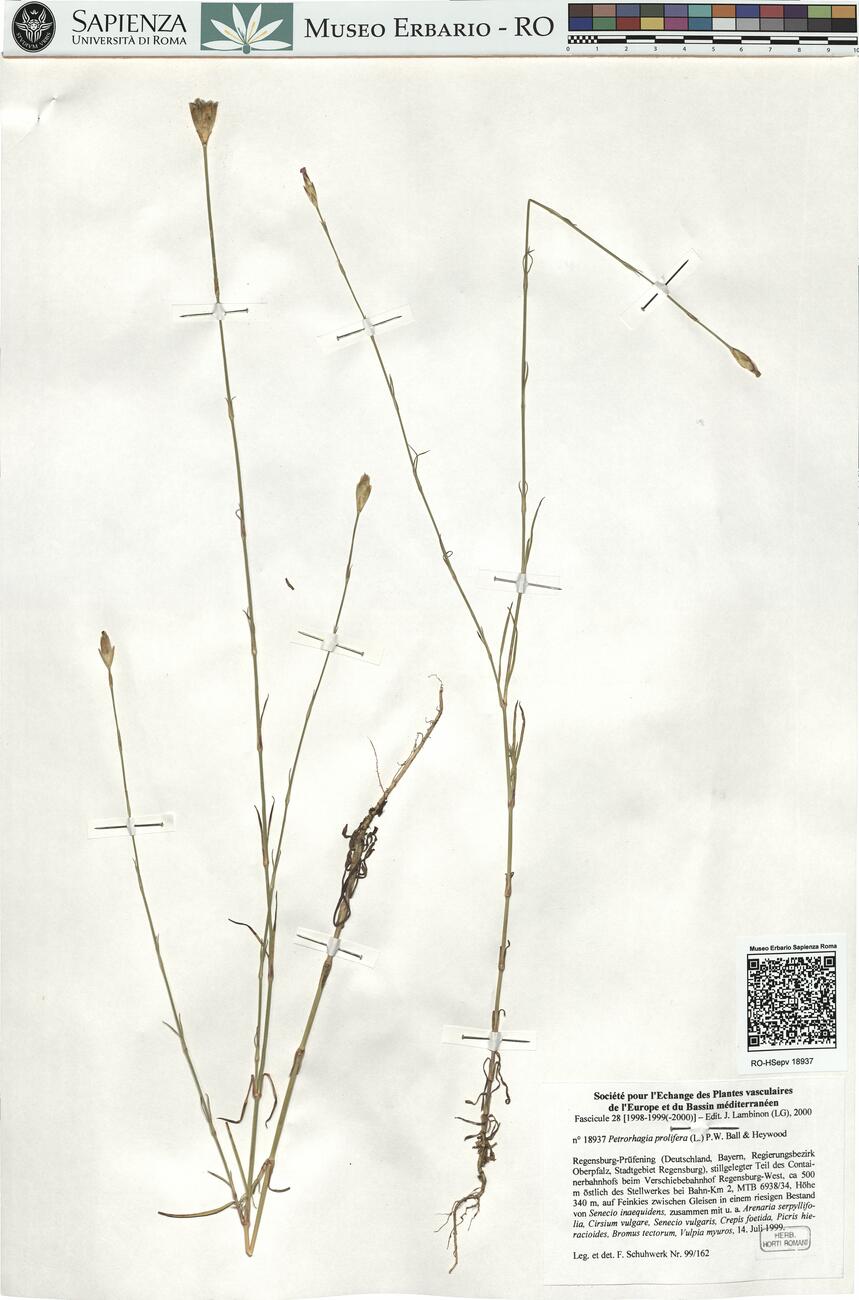 Petrorhagia prolifera (L.) P.W. Ball & Heywood -  RO-HSepv 18937 photo