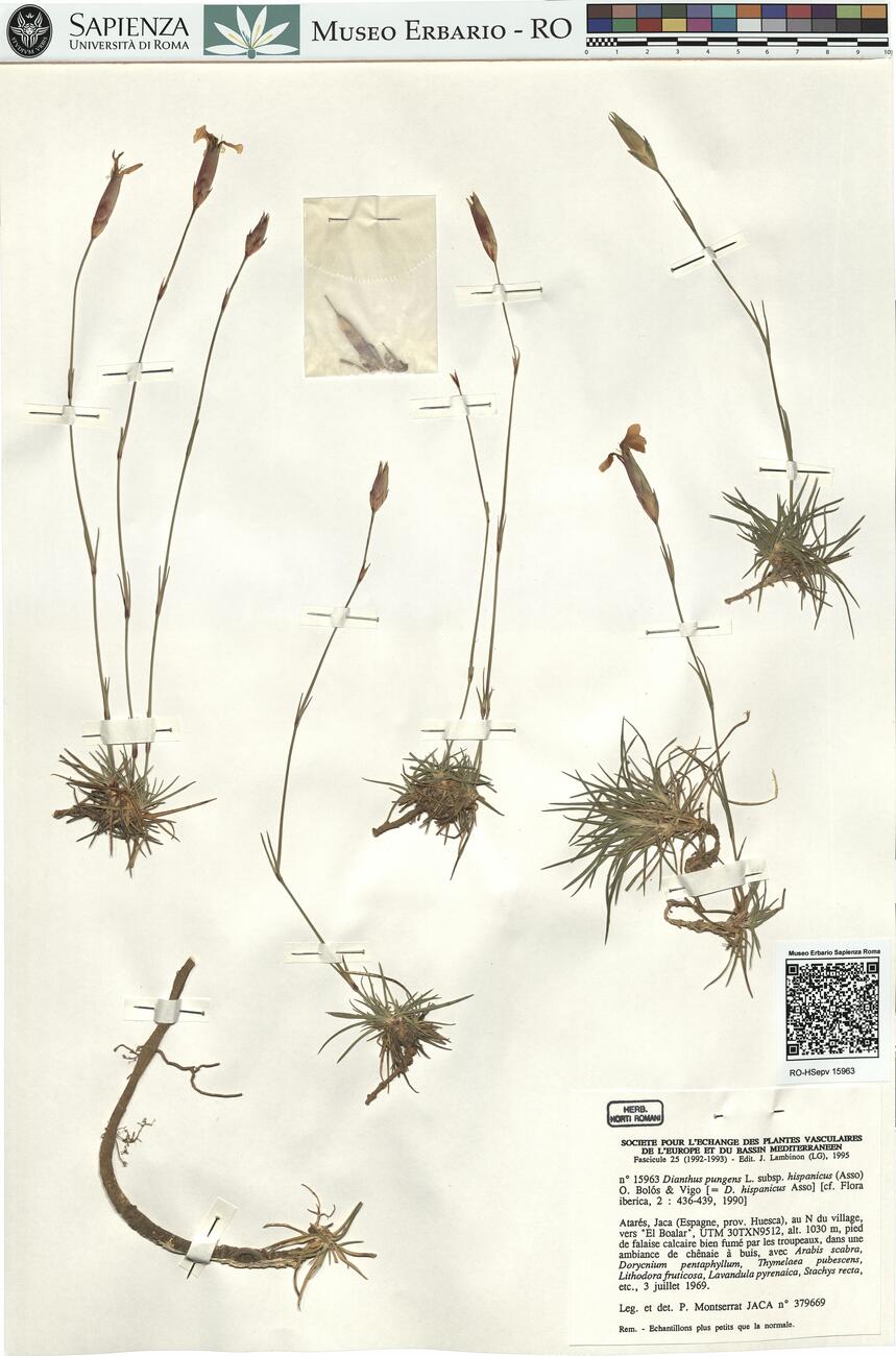 Dianthus pungens L. subsp. hispanicus (Asso) O. Bolós & Vigo -  RO-HSepv 15963 photo