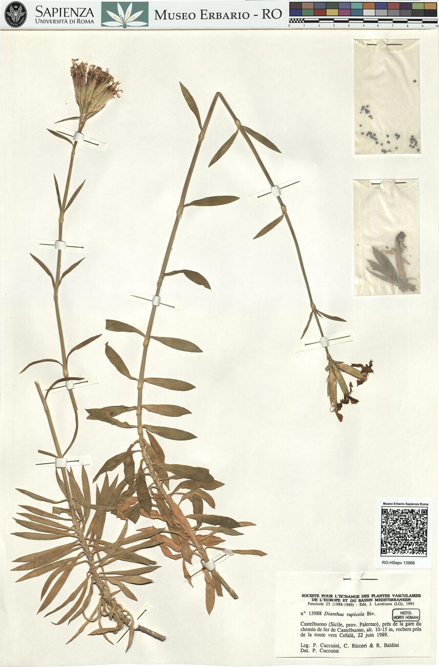 Dianthus rupicola Biv. -  RO-HSepv 13988 photo