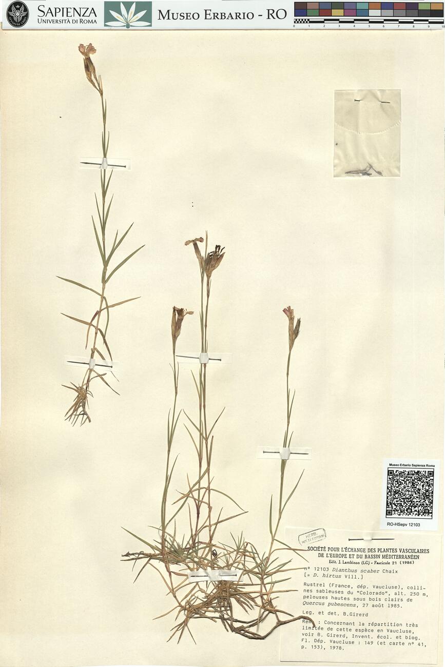 Dianthus scaber Chaix  -  RO-HSepv 12103 photo
