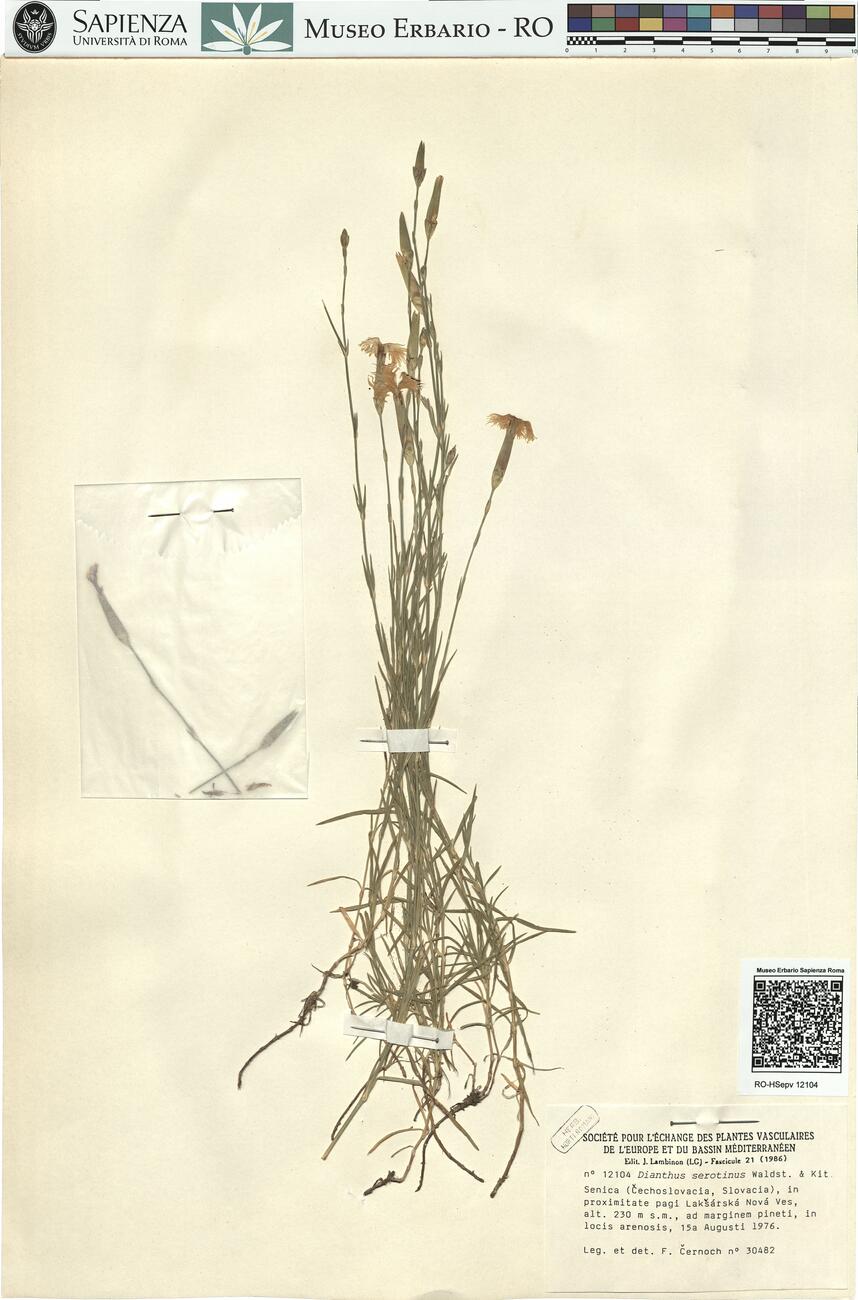 Dianthus serotinus Waldst. & Kit. -  RO-HSepv 12104 photo