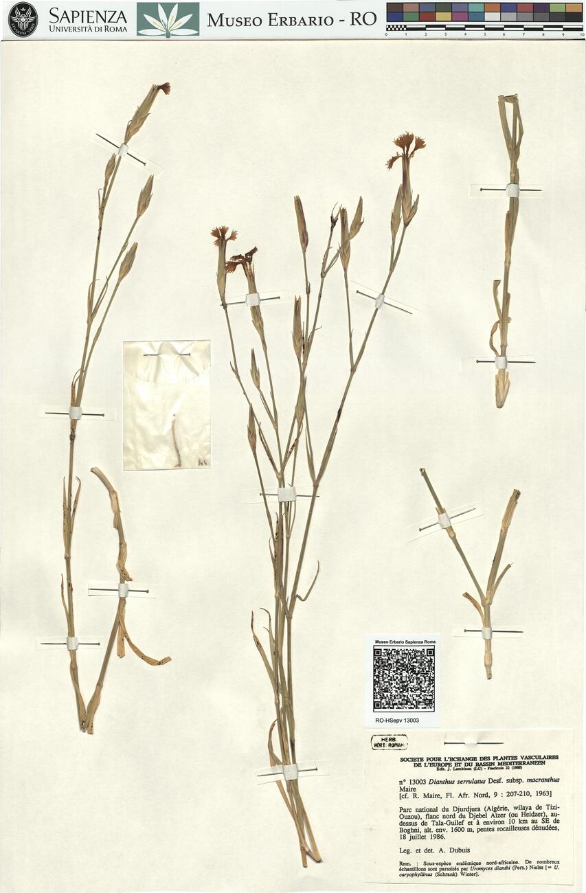 Dianthus serrulatus Desf. subsp. macranthus Maire -  RO-HSepv 13003 photo
