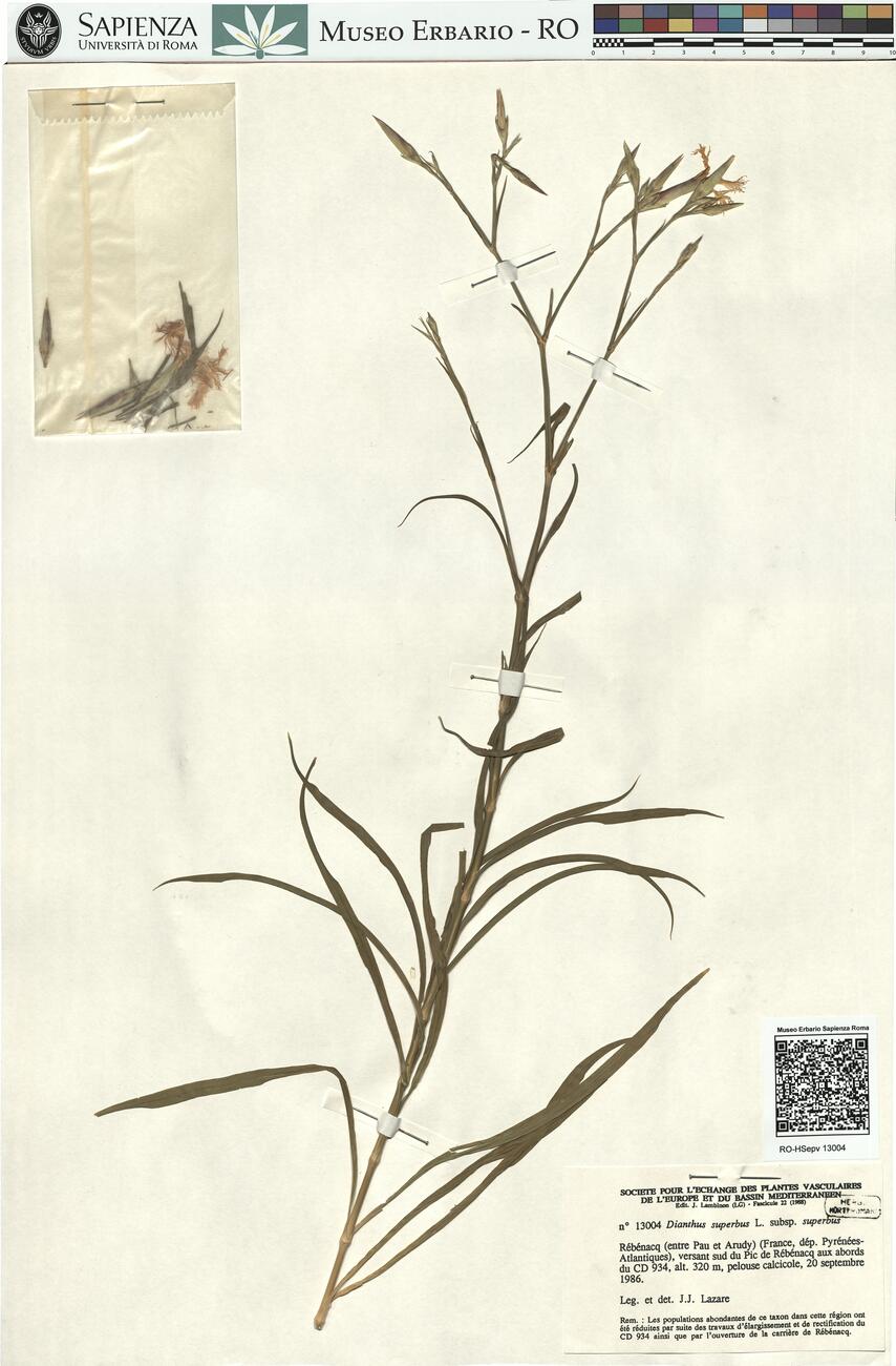 Dianthus superbus L. subsp. superbus -  RO-HSepv 13004 photo