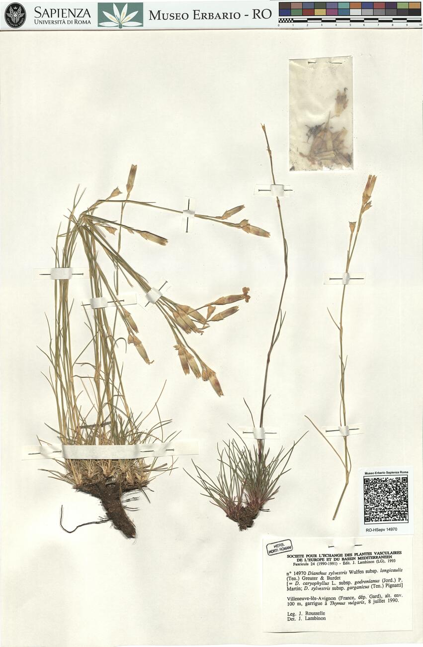 Dianthus sylvestris Wulfen subsp. longicaulis (Ten.) Greuter & Burdet -  RO-HSepv 14970 photo