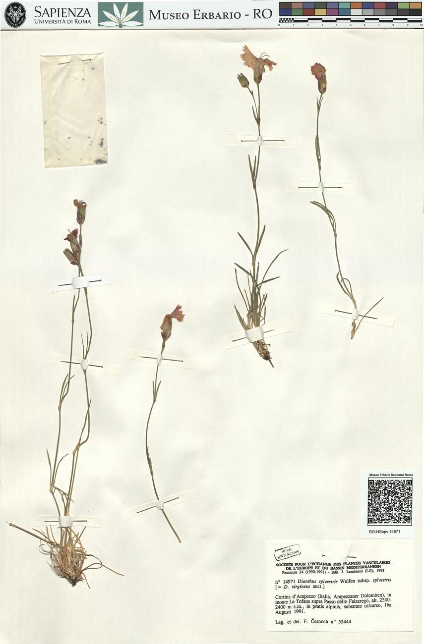 Dianthus sylvestris Wulfen subsp. sylvestris -  RO-HSepv 14971 photo