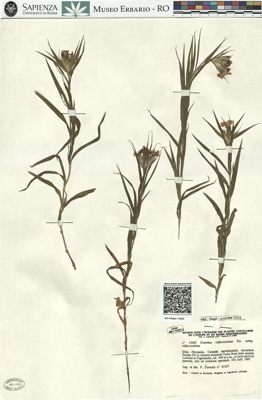 Dianthus trifasciculatus Kit. subsp. trifasciculatus -  RO-HSepv 13005 photo