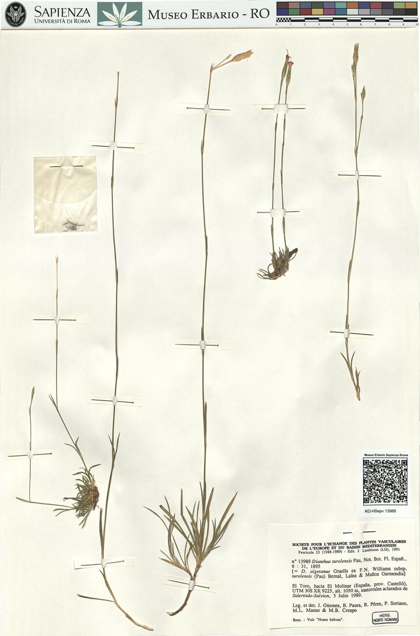 Dianthus turolensis Pau -  RO-HSepv 13989 photo