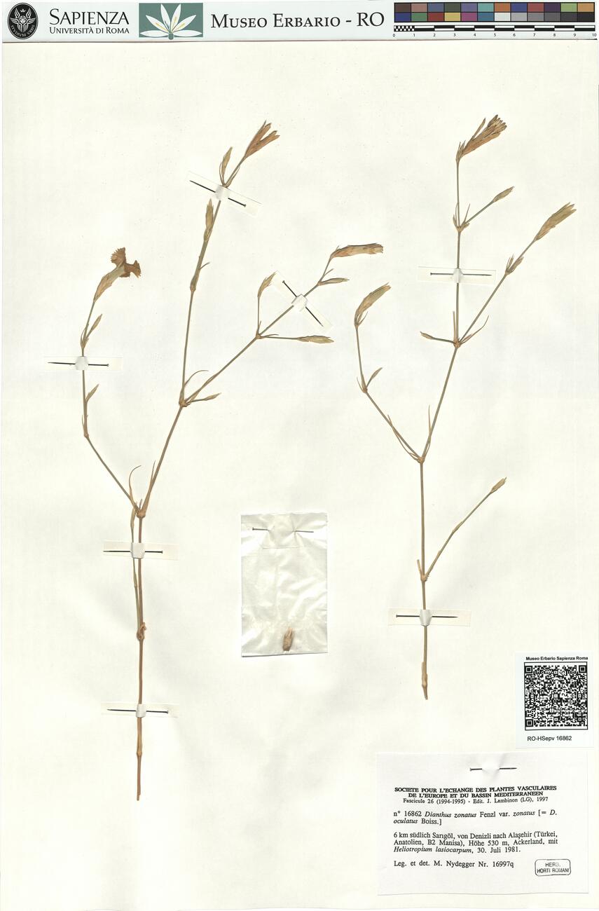 Dianthus zonatus Fenzl var. zonatus  -  RO-HSepv 16862 photo