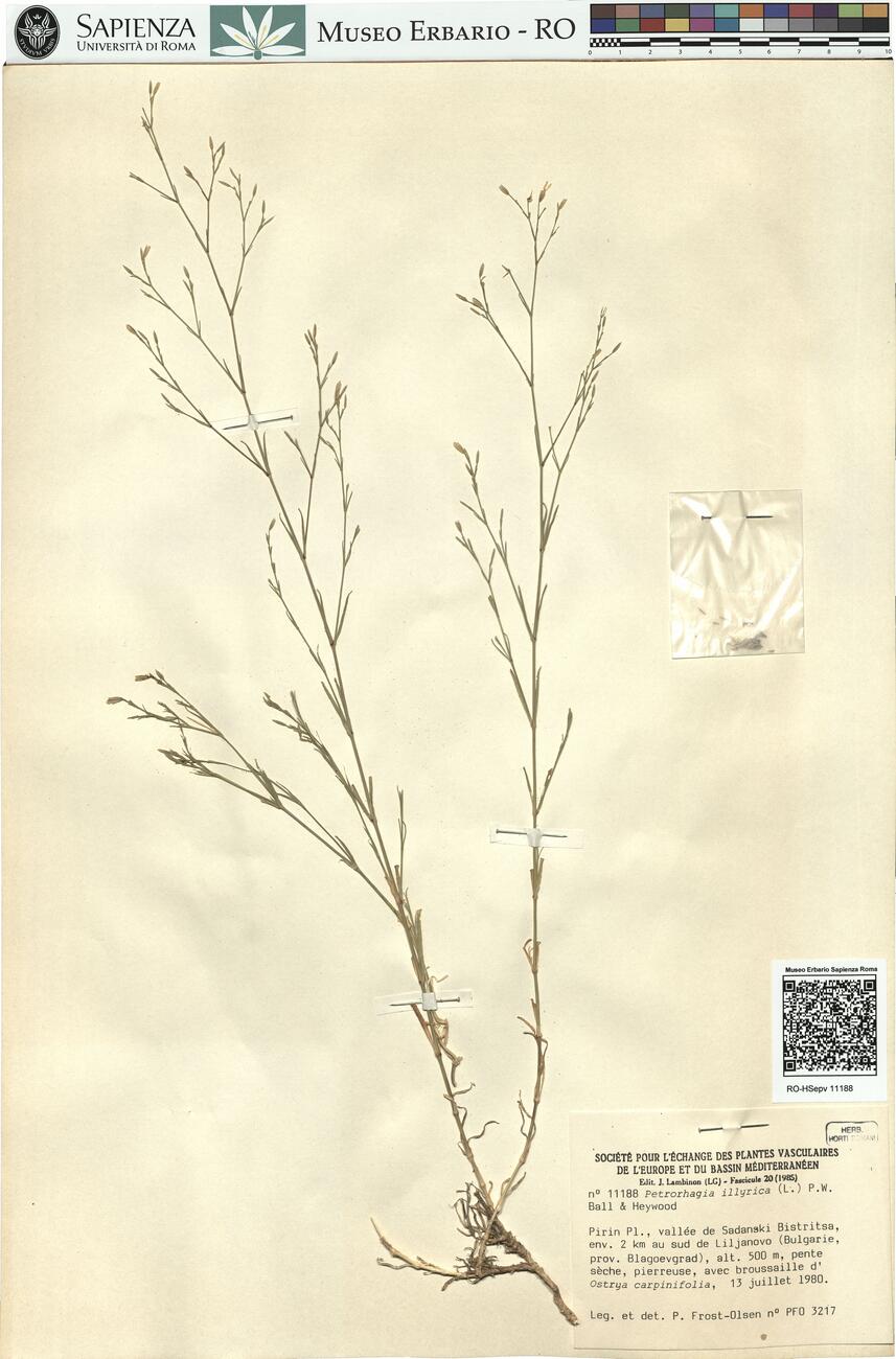 Petrorhagia illyrica (L.) P.W. Ball & Heywood -  RO-HSepv 11188 photo