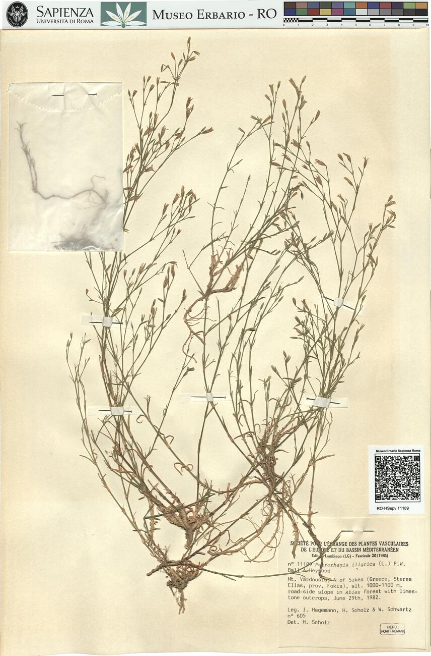 Petrorhagia illyrica (L.) P.W. Ball & Heywood -  RO-HSepv 11189 photo