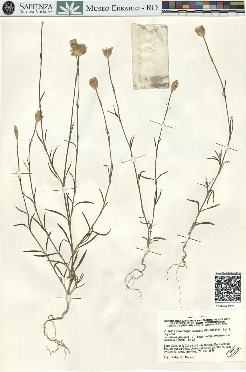 Petrorhagia nanteuilii (Burnat) P.W. Ball & Heywood -  RO-HSepv 14978 photo