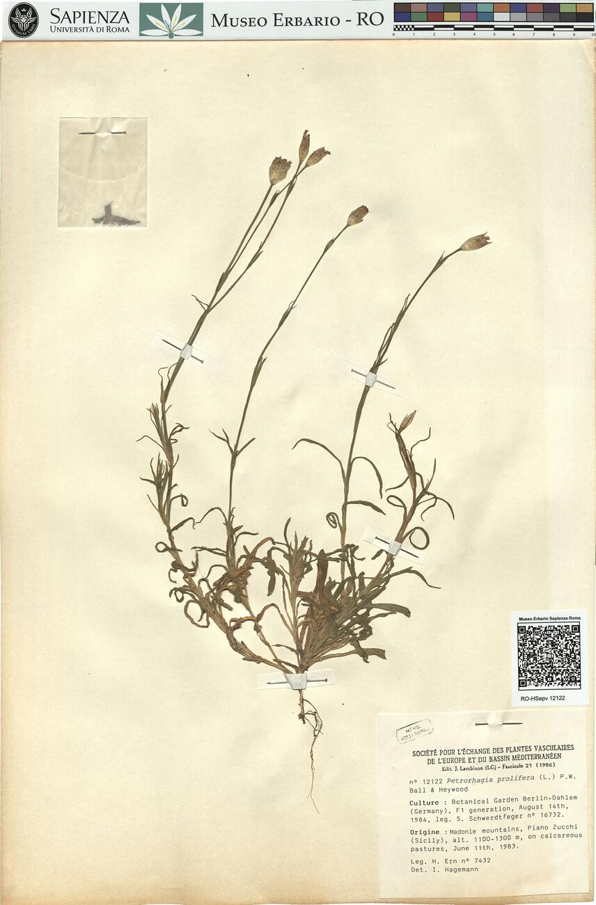 Petrorhagia prolifera (L.) P.W. Ball & Heywood -  RO-HSepv 12122 photo