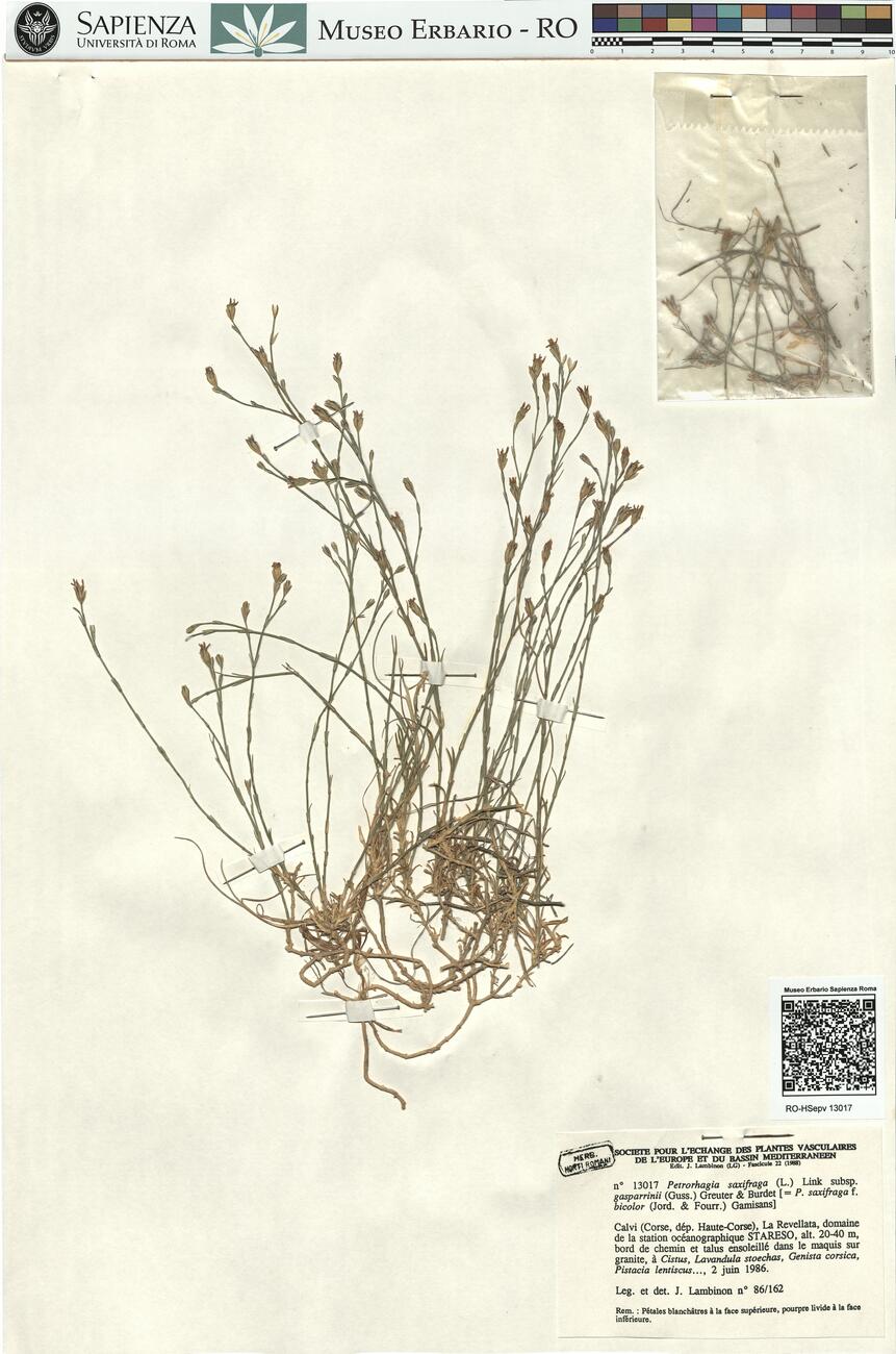 Petrorhagia saxifraga (L.) Link subsp. gasparrinii (Guss.) Greuter & Burdet -  RO-HSepv 13017 photo