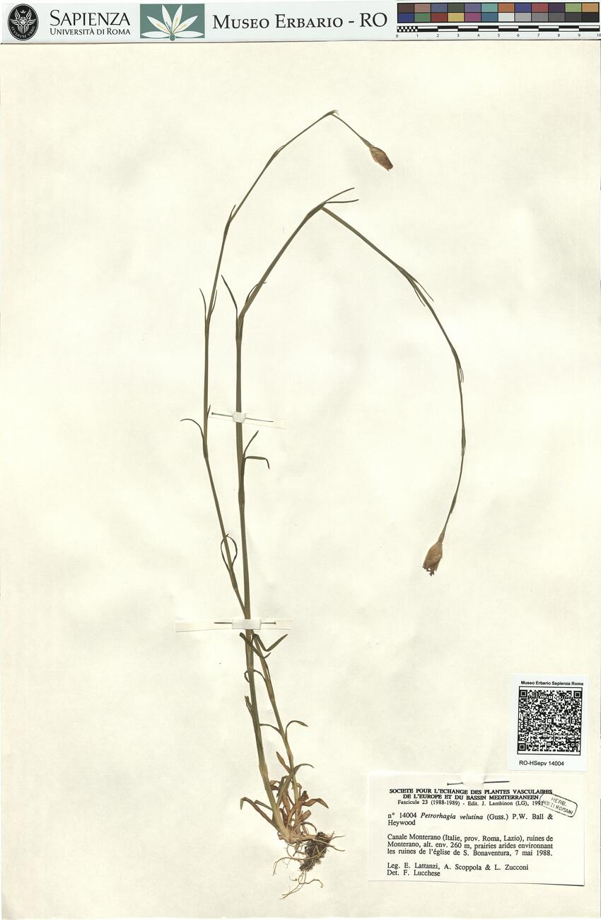 Petrorhagia velutina (Guss.) P.W. Ball & Heywood -  RO-HSepv 14004 photo