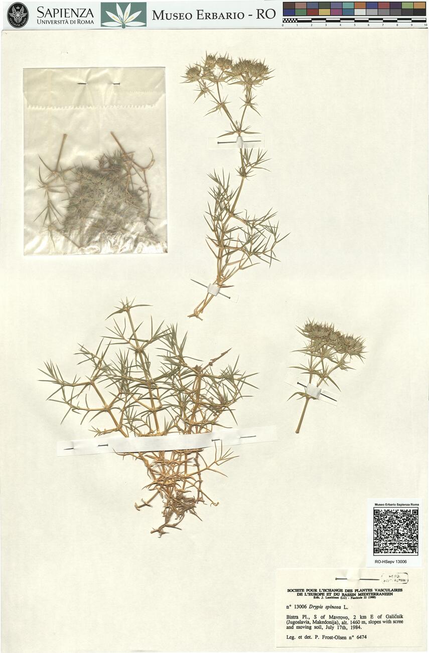 Drypis spinosa L. -  RO-HSepv 13006 photo