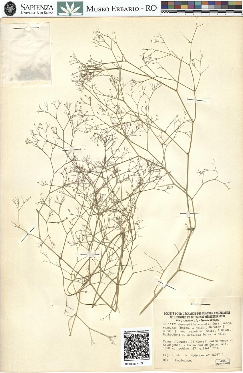 Gypsophila arrostii Guss. subsp. nebulosa (Boiss. & Heldr.) Greuter & Burdet -  RO-HSepv 11171 photo