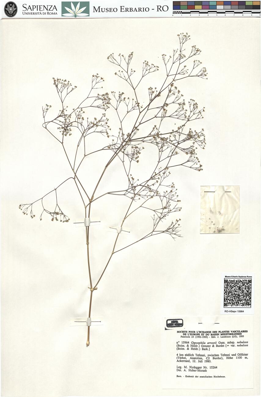 Gypsophila arrostii Guss. subsp. nebulosa (Boiss. & Heldr.) Greuter & Burdet -  RO-HSepv 15964 photo