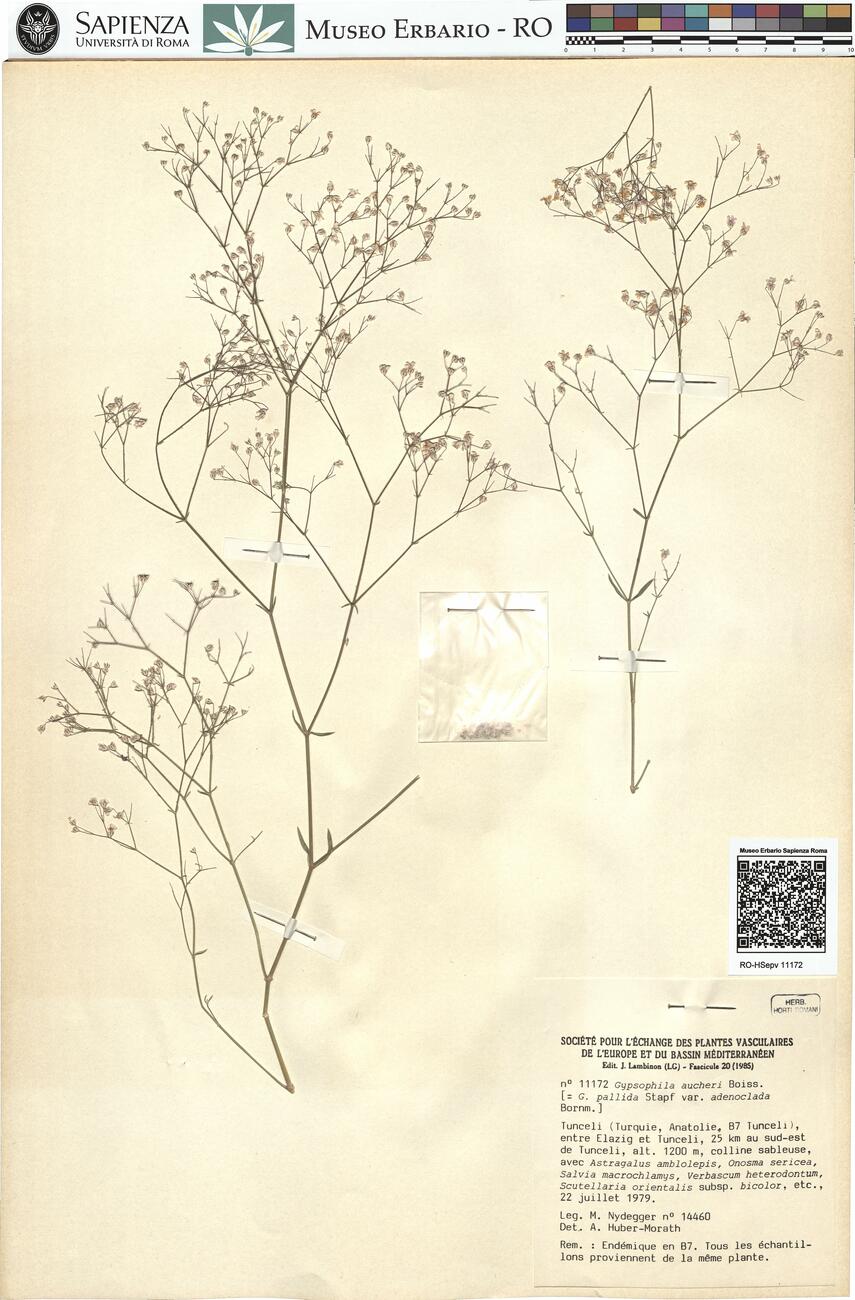 Gypsophila aucheri Boiss. -  RO-HSepv 11172 photo