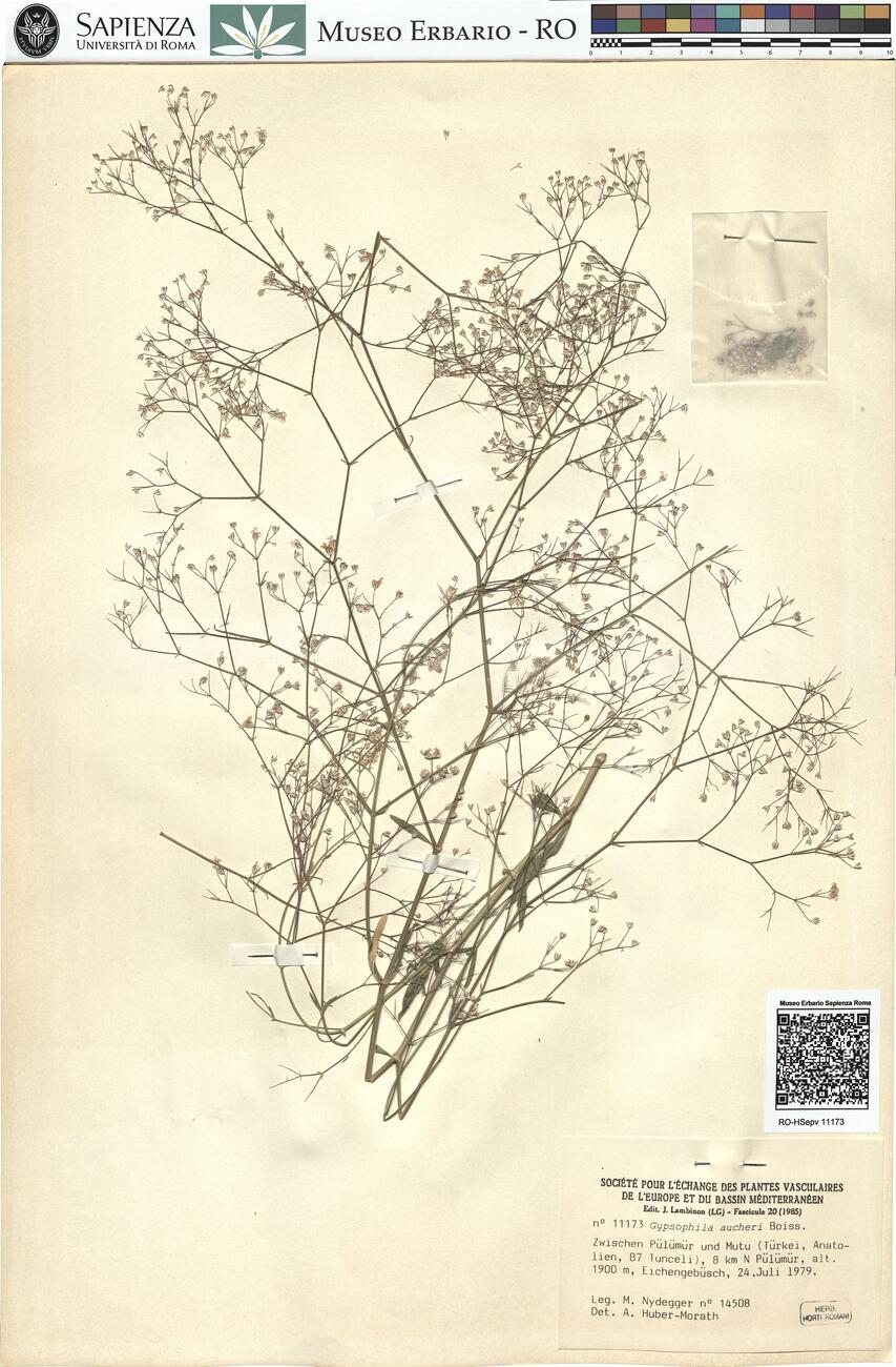 Gypsophila aucheri Boiss. -  RO-HSepv 11173 photo