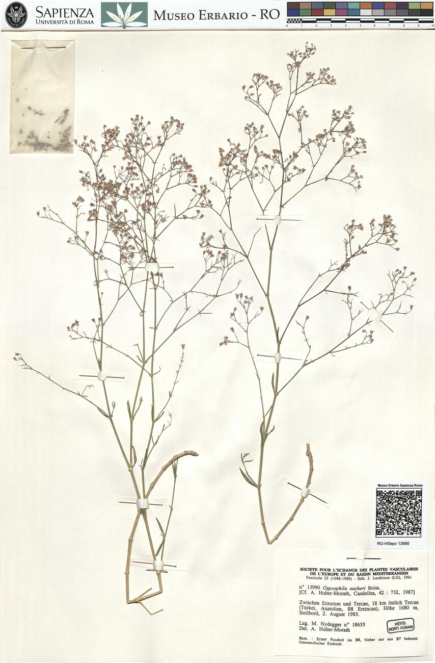 Gypsophila aucheri Boiss. -  RO-HSepv 13990 photo