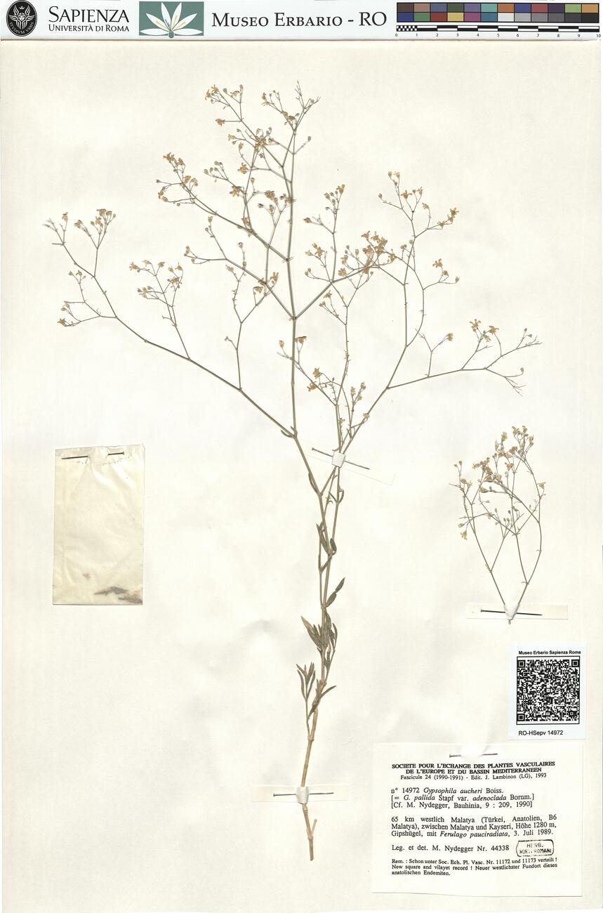 Gypsophila aucheri Boiss. -  RO-HSepv 14972 photo