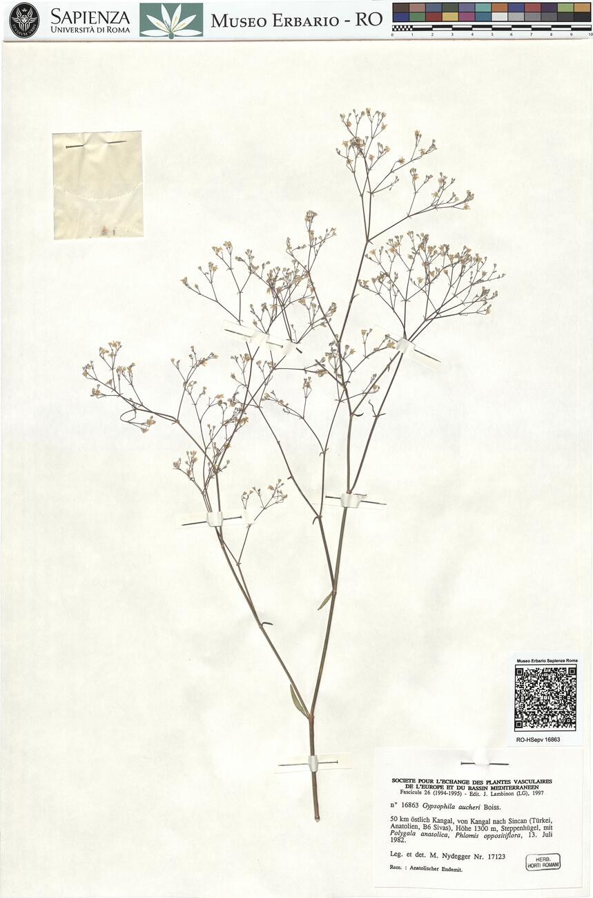 Gypsophila aucheri Boiss. -  RO-HSepv 16863 photo