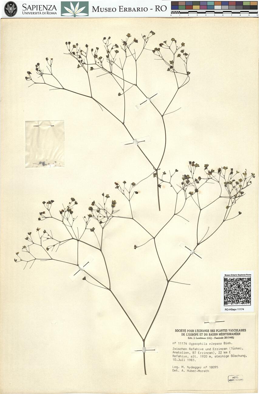 Gypsophila elegans Bieb. -  RO-HSepv 11174 photo