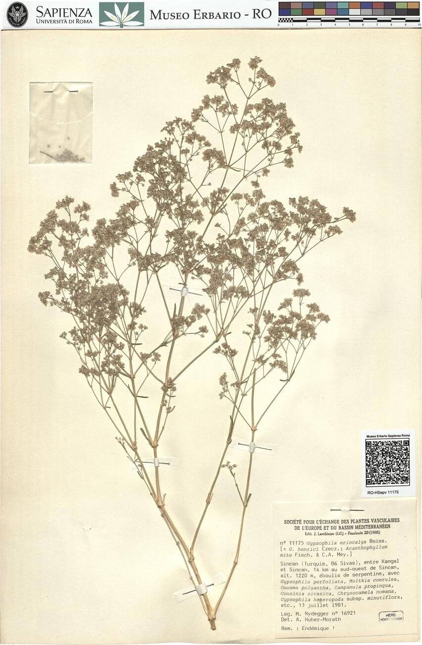 Gypsophila eriocalyx Boiss. -  RO-HSepv 11175 photo