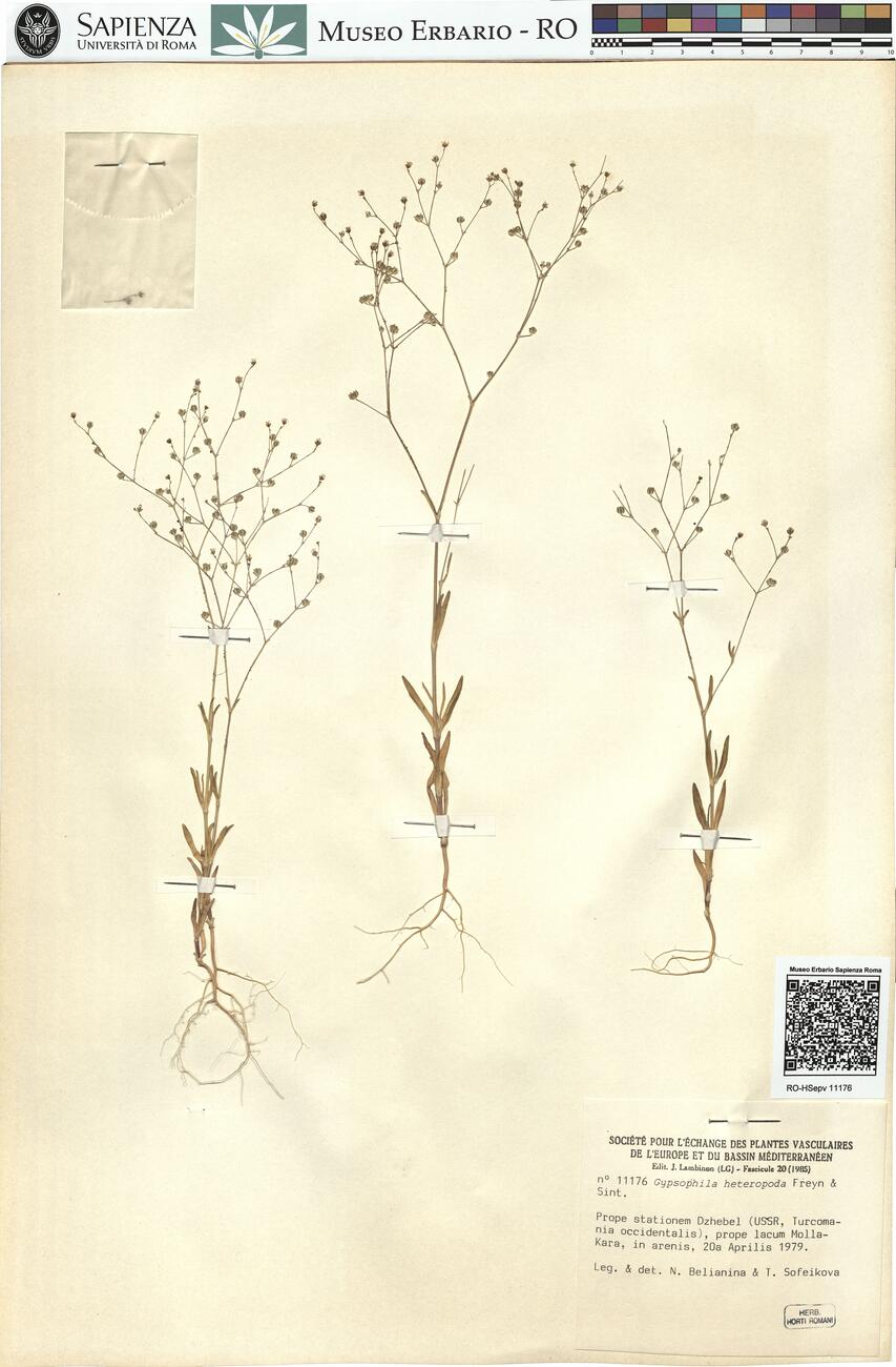 Gypsophila heteropoda Freyn & Sint. -  RO-HSepv 11176 photo