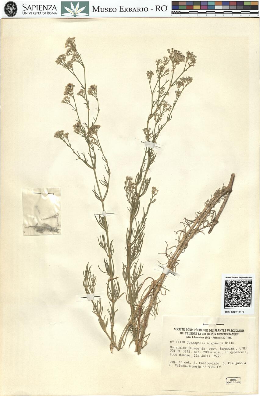 Gypsophila hispanica Willk. -  RO-HSepv 11178 photo