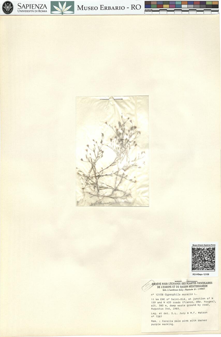 Gypsophila muralis L. -  RO-HSepv 12108 photo