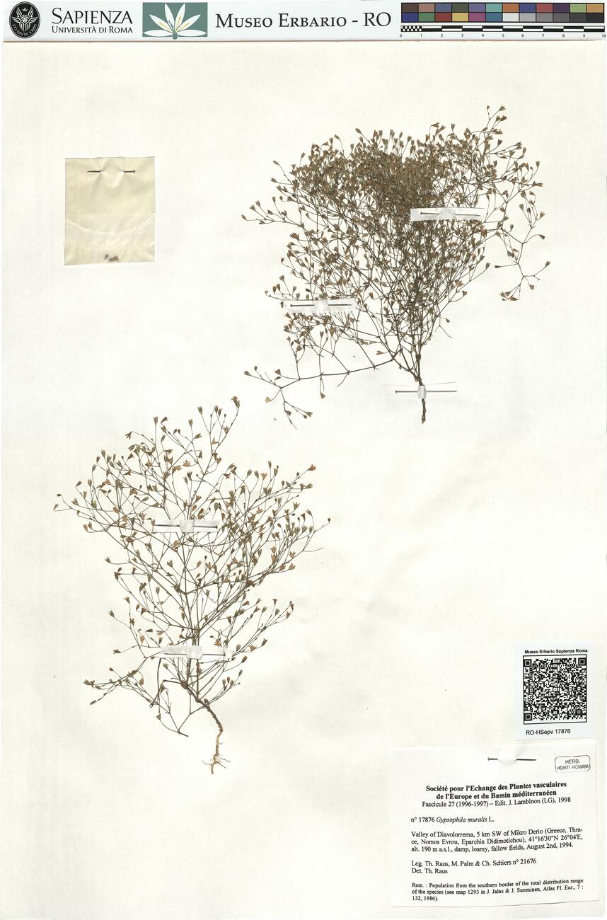Gypsophila muralis L. -  RO-HSepv 17876 photo