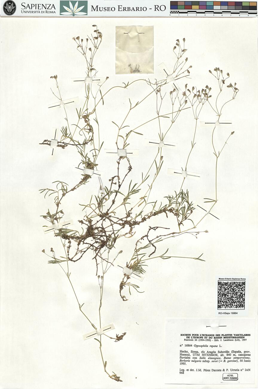 Gypsophila repens L.  -  RO-HSepv 16864 photo