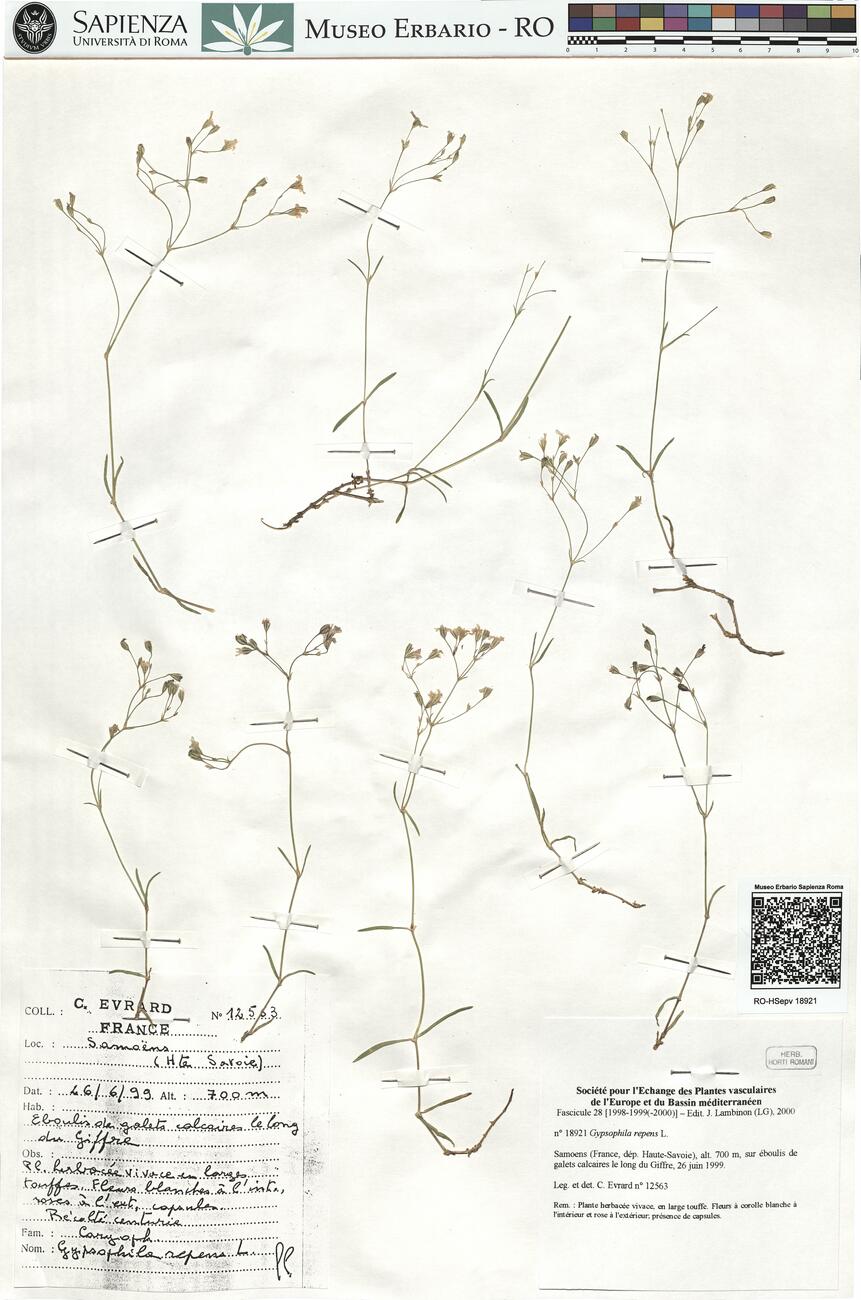 Gypsophila repens L.  -  RO-HSepv 18921 photo