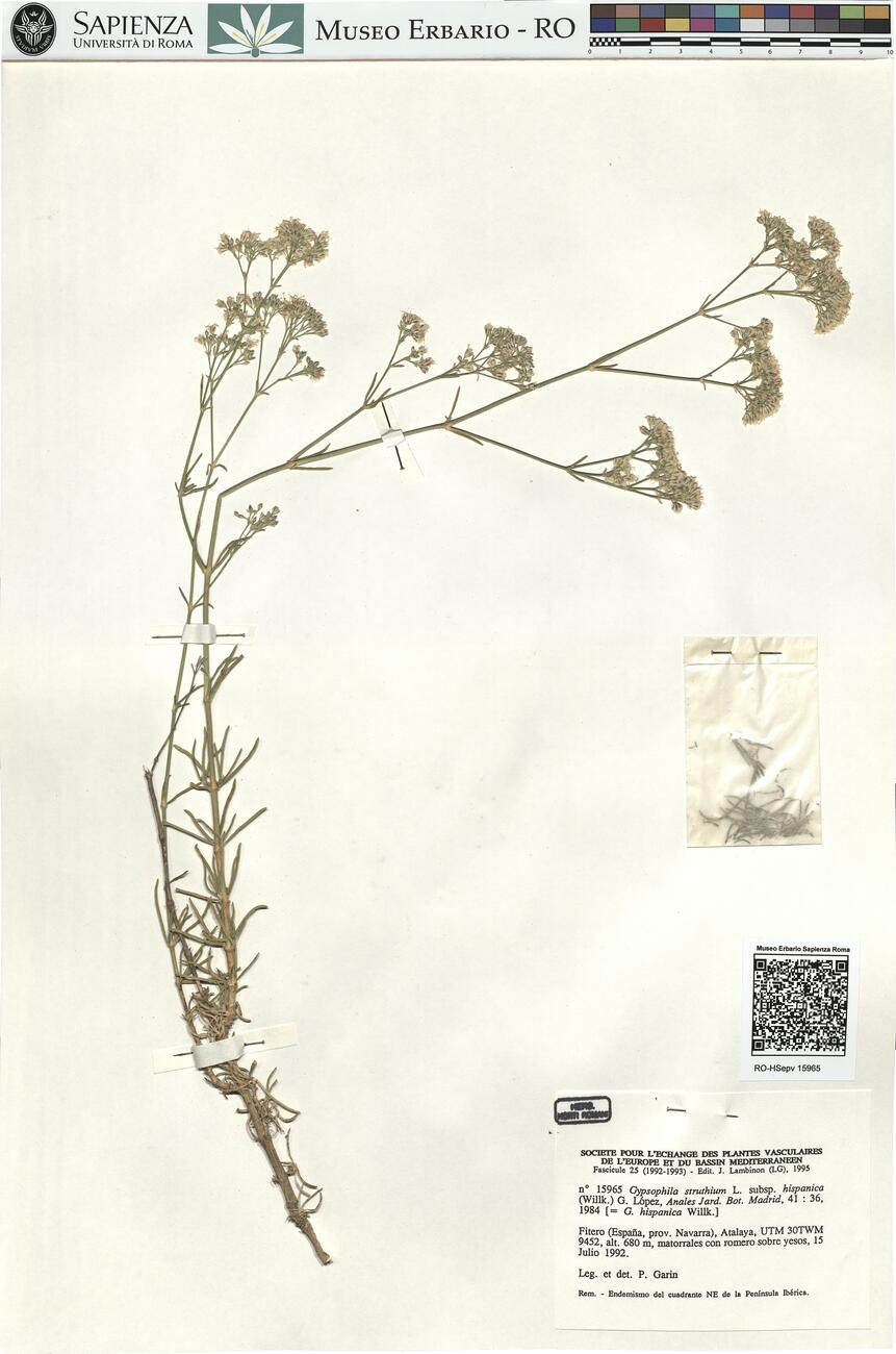 Gypsophila struthium L. subsp. hispanica (Willk.) G. López -  RO-HSepv 15965 photo