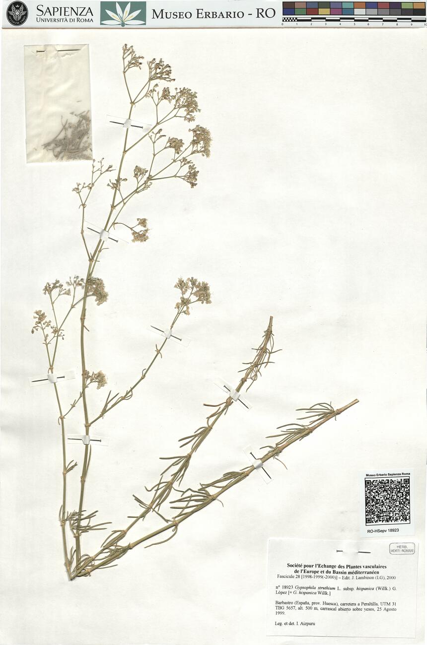 Gypsophila struthium L. subsp. hispanica (Willk.) G. López  -  RO-HSepv 18923 photo