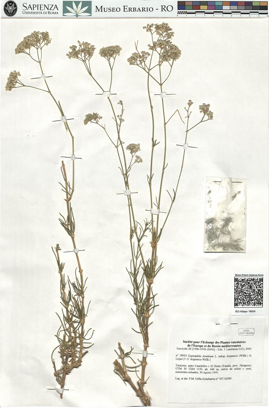Gypsophila struthium L. subsp. hispanica (Willk.) G. López  -  RO-HSepv 18924 photo