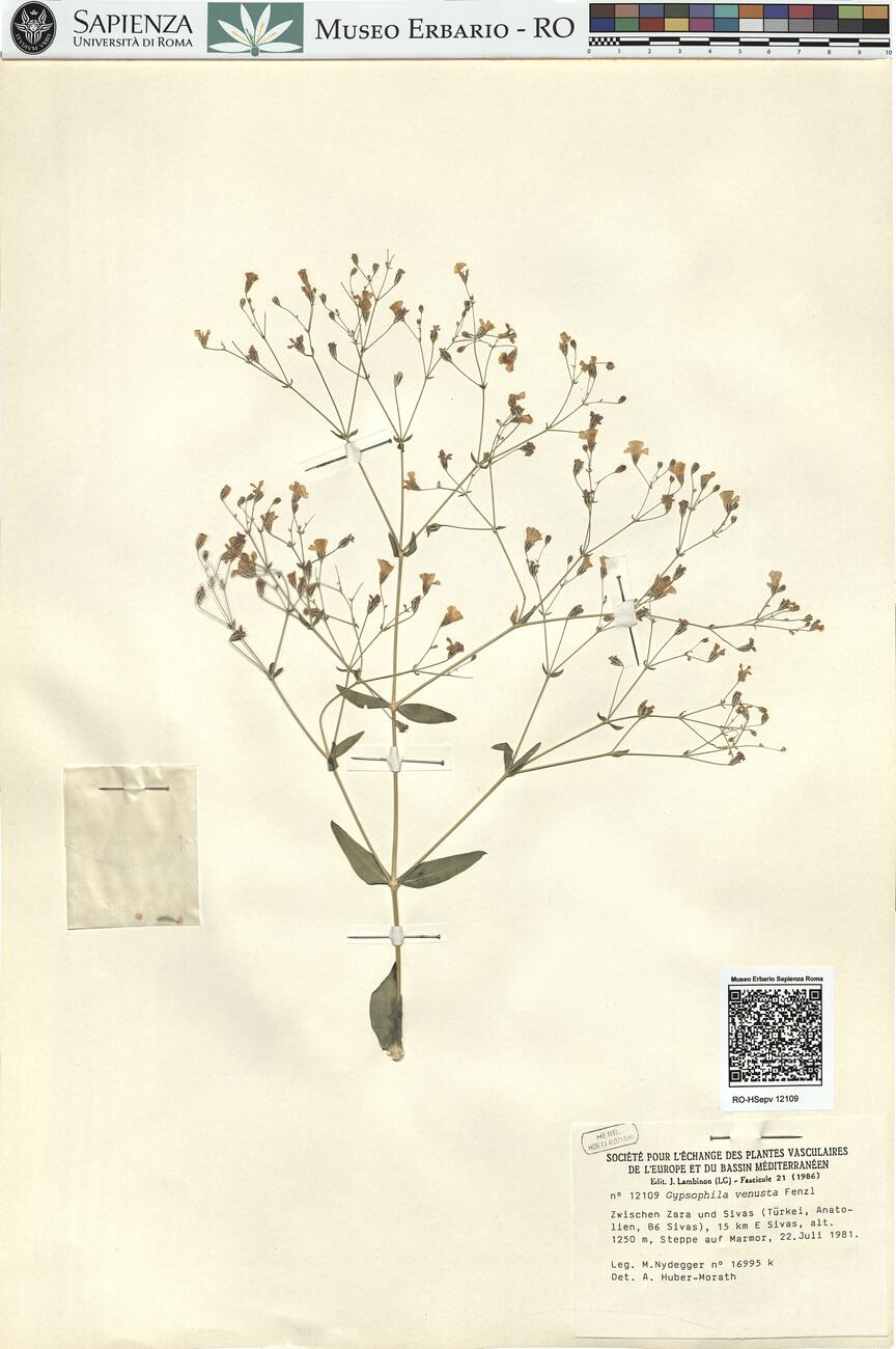 Gypsophila venusta Fenzl -  RO-HSepv 12109 photo