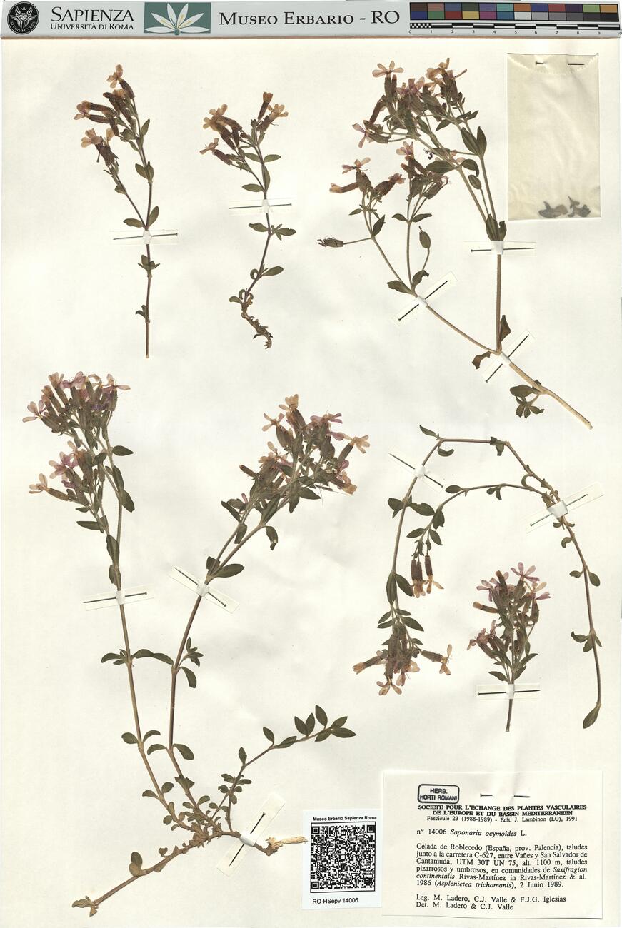 Saponaria ocymoides L. -  RO-HSepv 14006 photo
